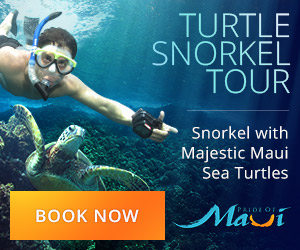 Snorkeling Turtle Town Maui Hawaii