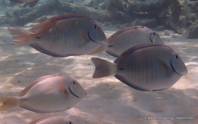 Doctorfish - Acanthurus chirurgus - Surgeonfishes - - Caribbean Reefs
