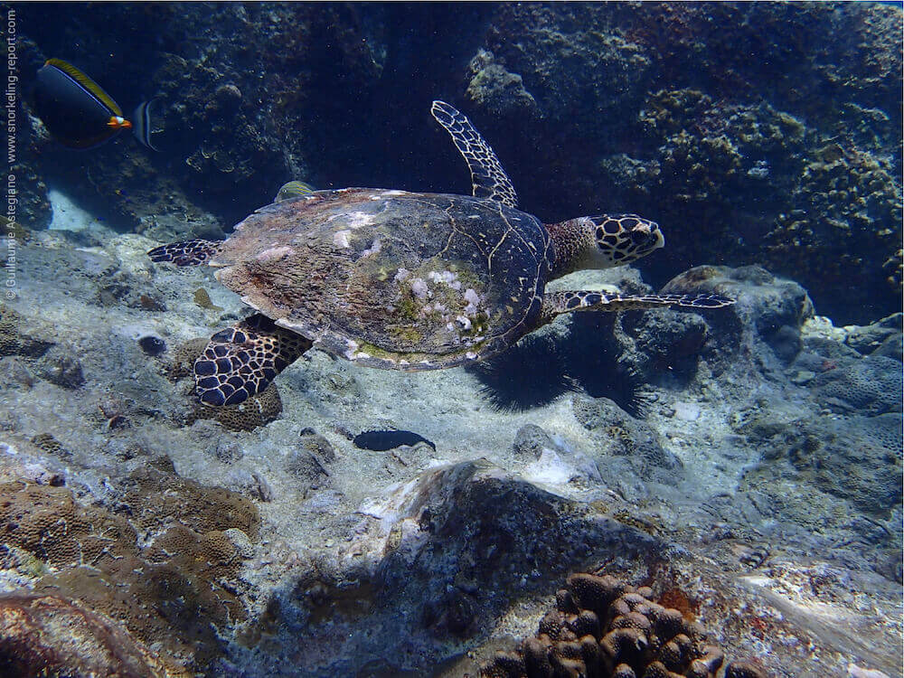 Snorkeling at Anse Caiman, La Digue - Seychelles