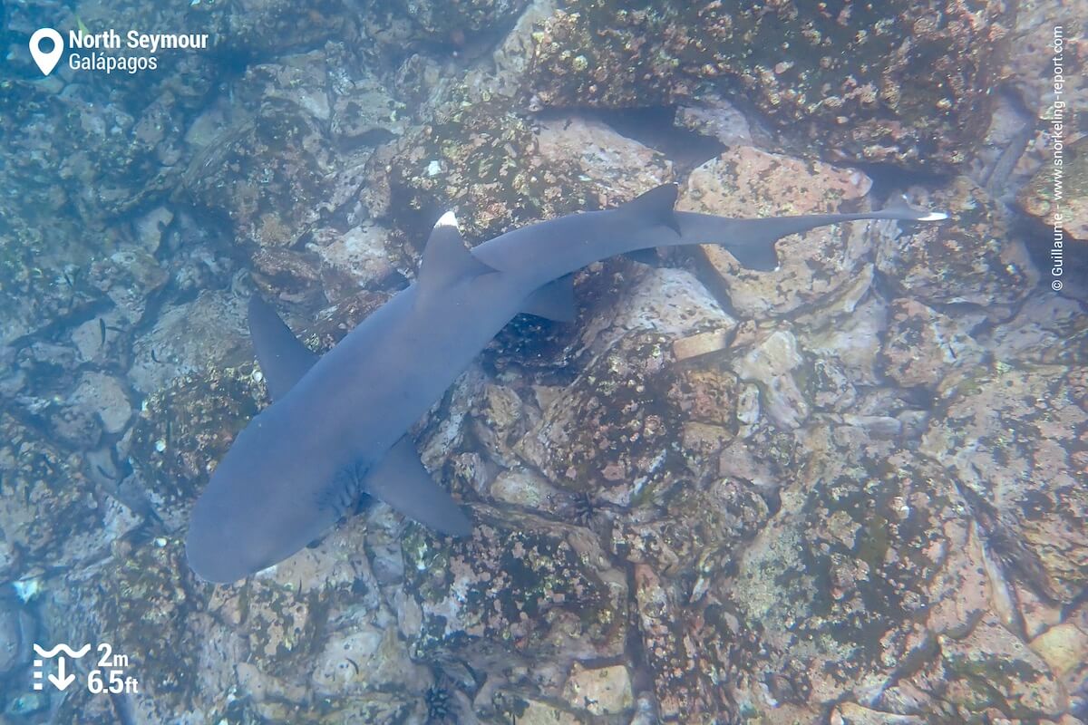 Whitetip reef shark at North Seymour