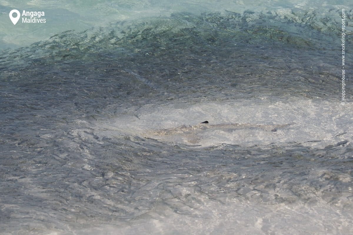 Blacktip shark observed from the beach at Angaga Island