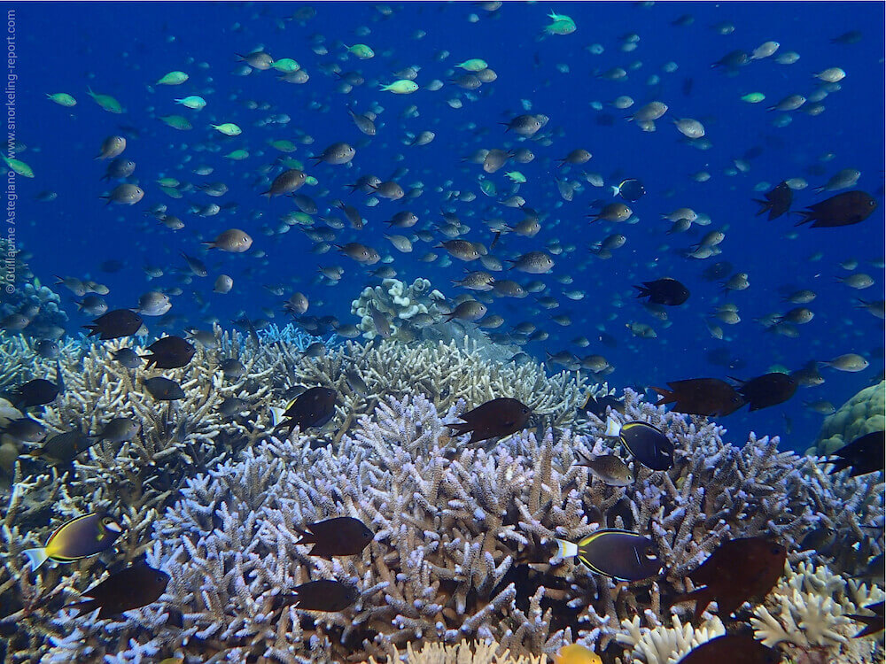 Snorkeling at Bunaken Timur | Snorkeling in Sulawesi, Indonesia