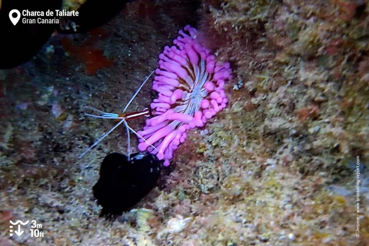 Club tipped anemone and cleaner shrimp