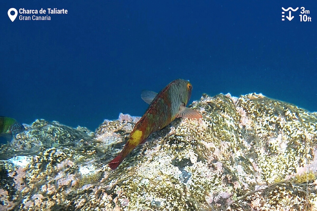 Parrotfish in Taliarte, Telde