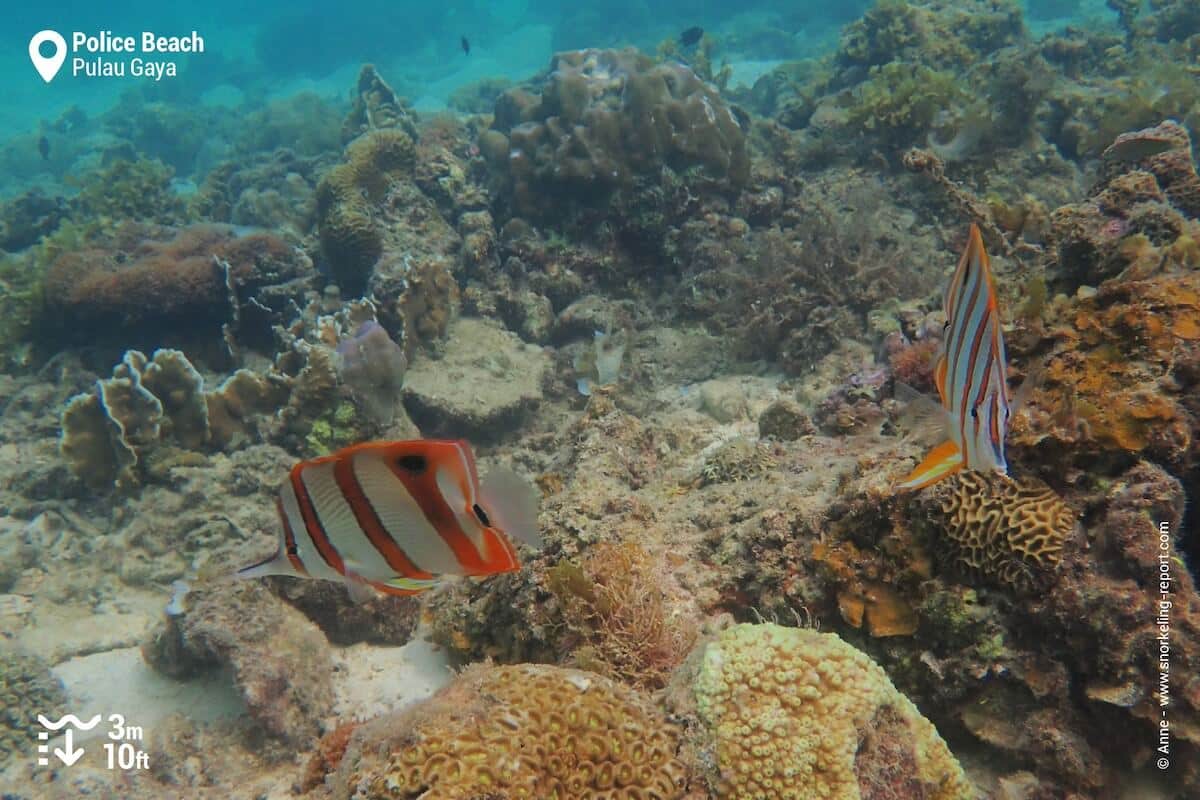 Cooperband butterflyfish in Gaya Island