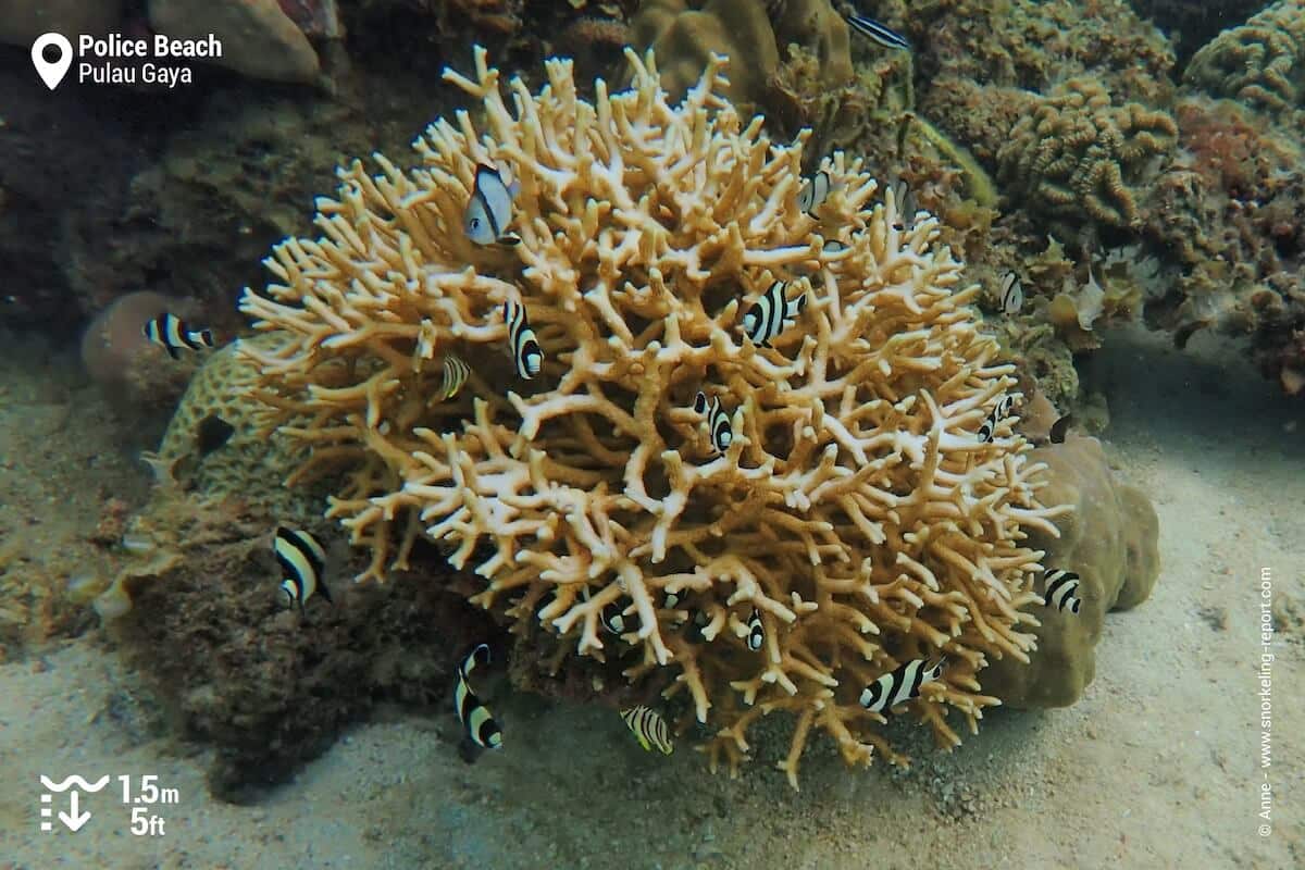 Coral and damselfish at Police Beach