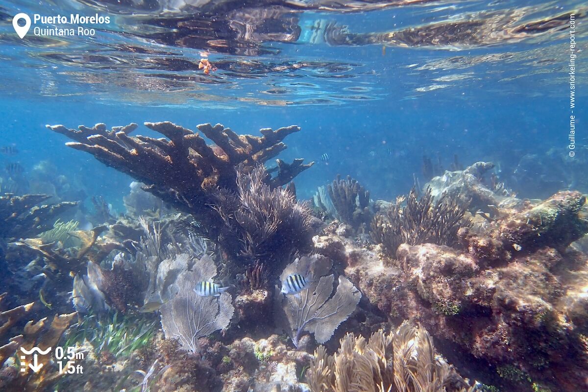 Elkhorn coral at Puerto Morelos coral reef