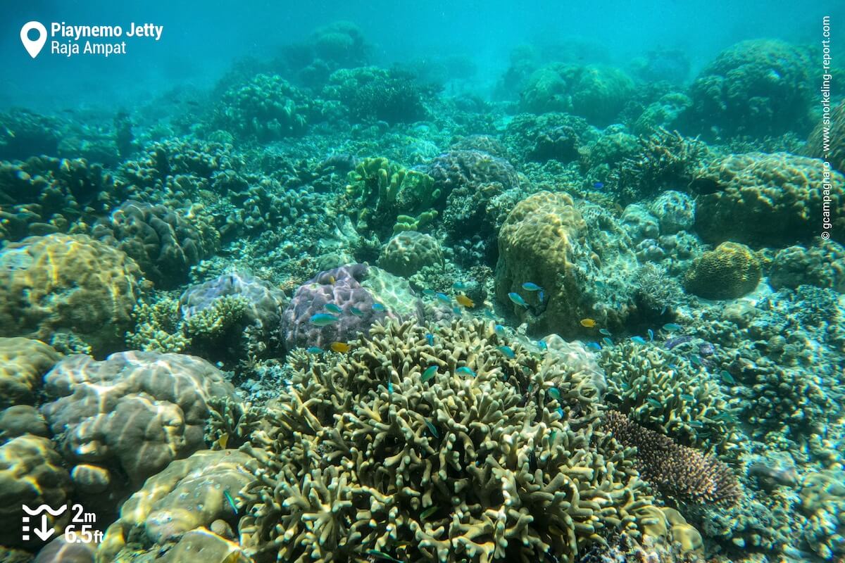 Piaynemo Island coral reef