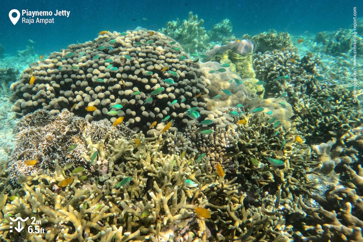 Piaynemo Island coral reef