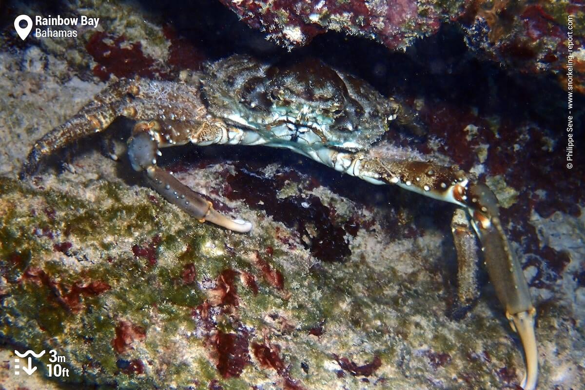 Crab at Rainbow Bay, Bahamas