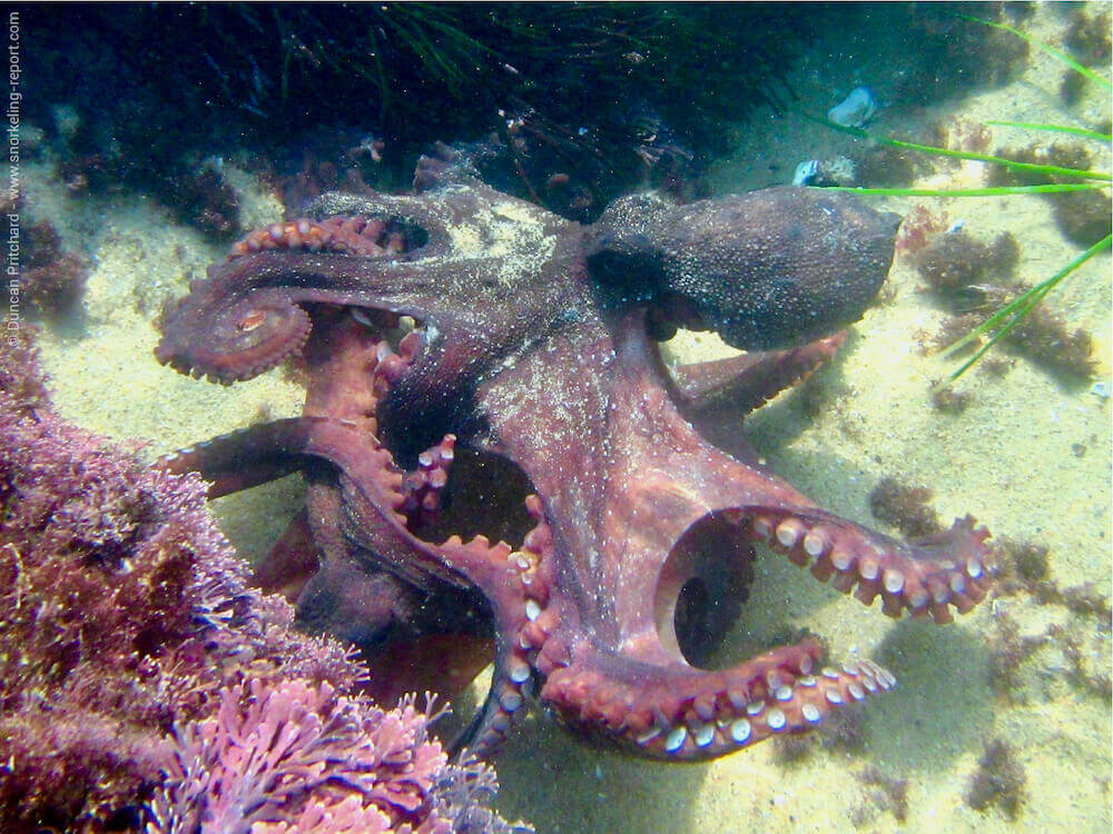 Snorkeling in the Dolphin Coast Rocky Pools | Snorkeling South Africa