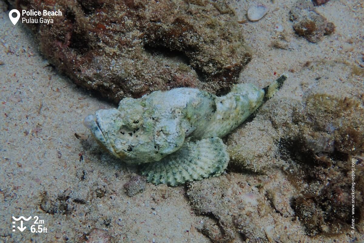 False stonefish at Gaya Island