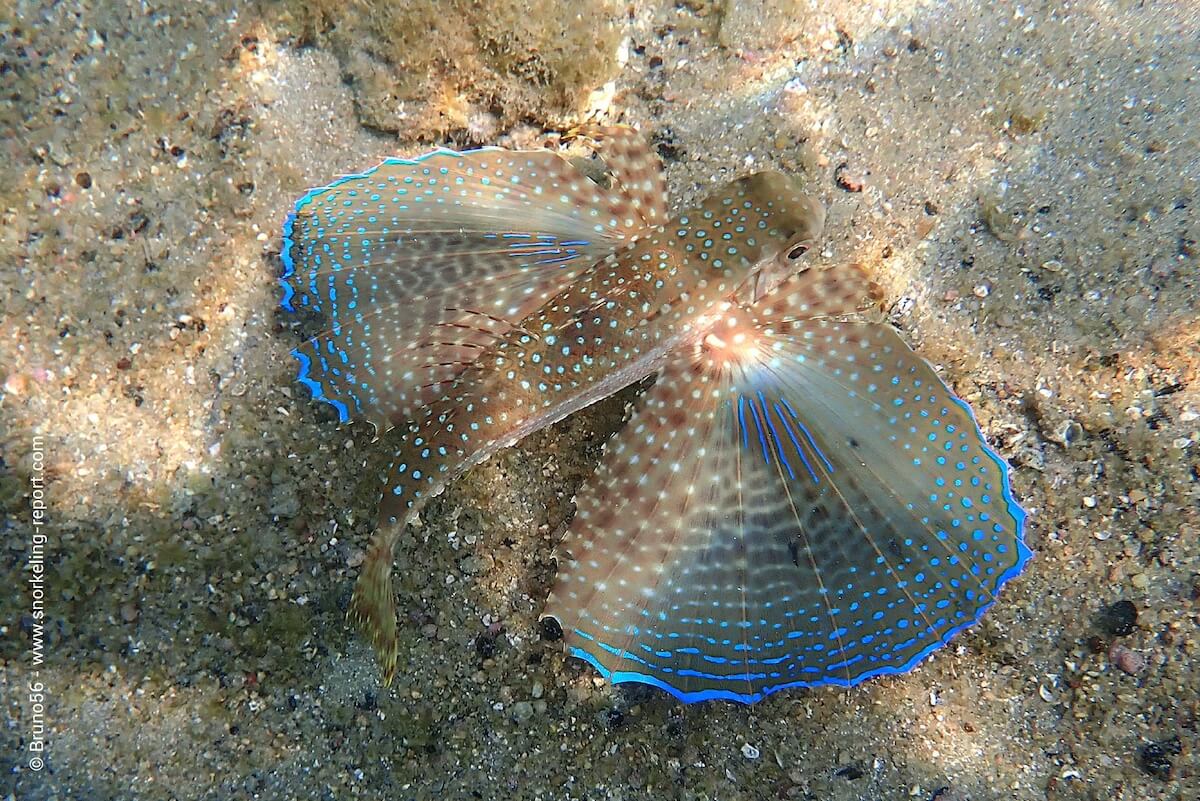 Flying gurnard at Ilha Grande