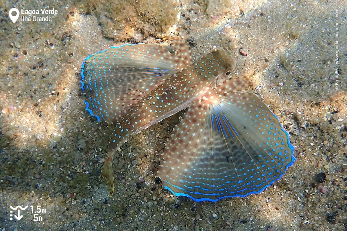 Flying gurnard in Lagoa Verde, Ilha Grande