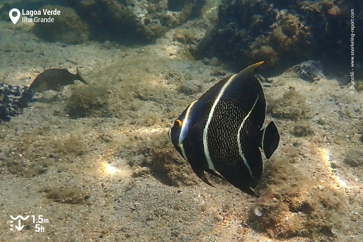 French angelfish at Lagoa Verde