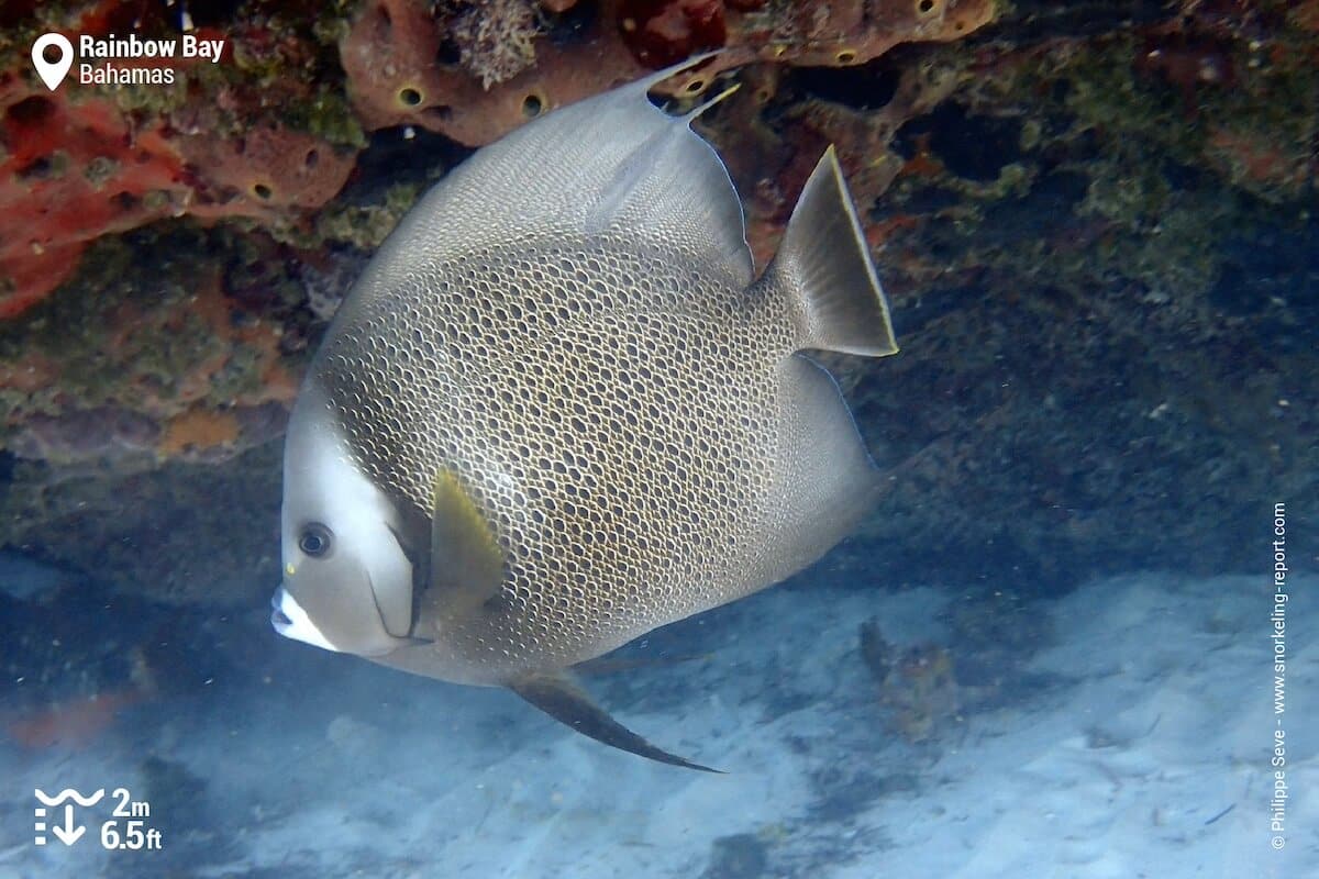 Grey angelfish in Rainbow Bay, Bahamas