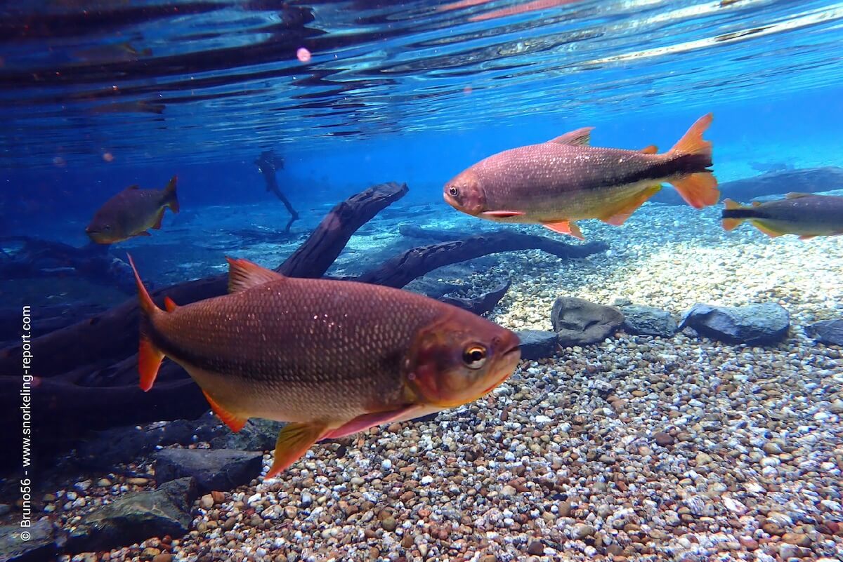 Freshwater fish in Bonito, Brazil