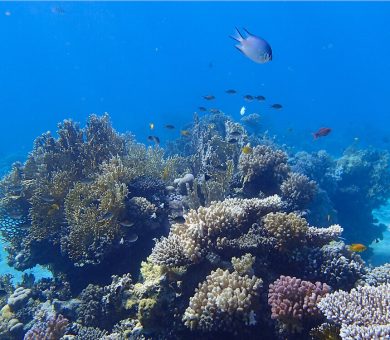 Snorkeling Egypt | The best snorkeling spots in Sharm El-Sheikh, Dahab