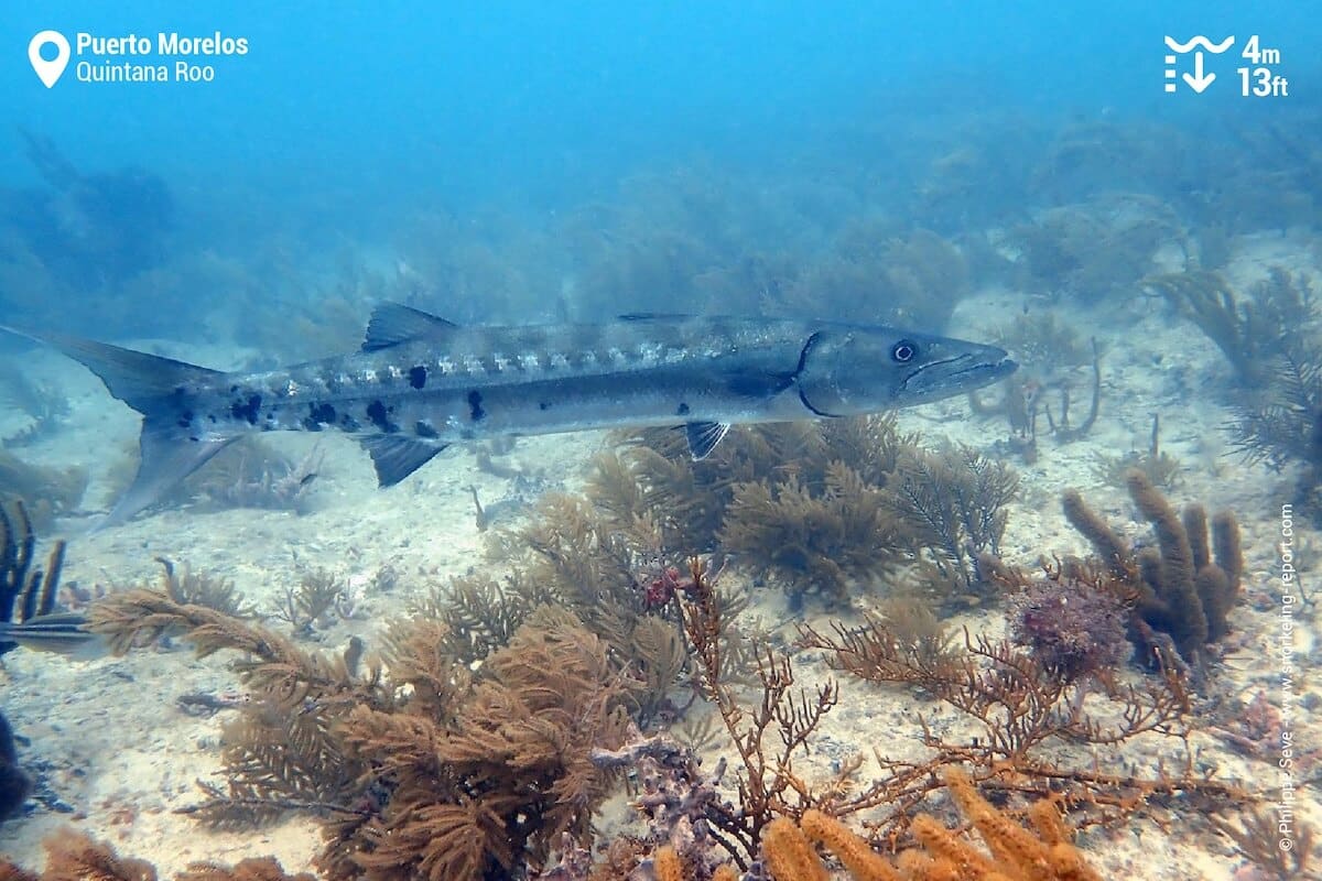 Great barracuda in Puerto Morelos