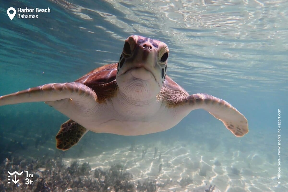 Green sea turtle in Bahamas