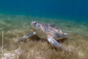 Snorkeling Mexico | A Guide to the Best Spots | Snorkeling Report