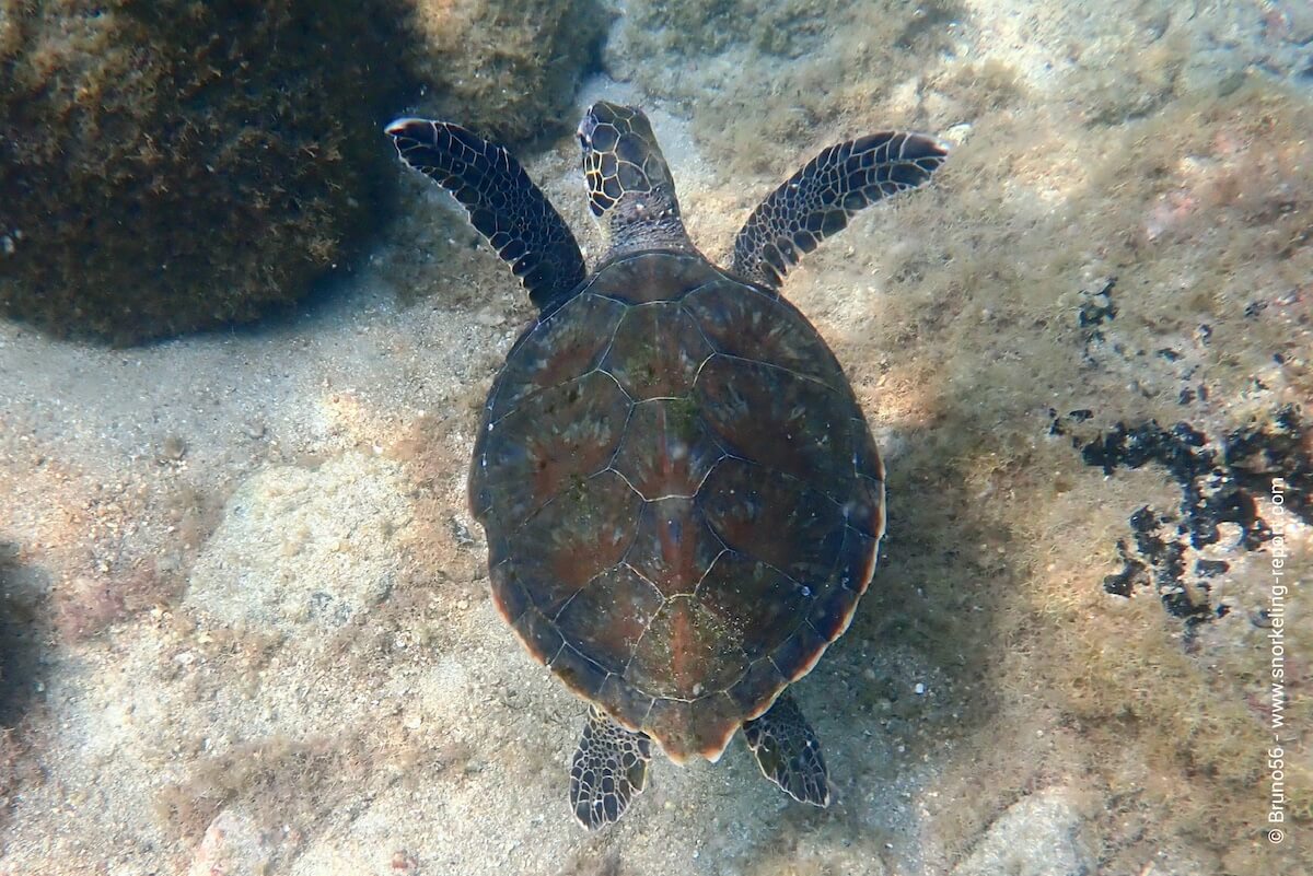 Green sea turtle in Ilha Grande, Brazil