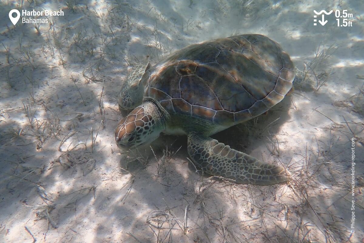 Green sea turtle at Bottom Harbor Beach