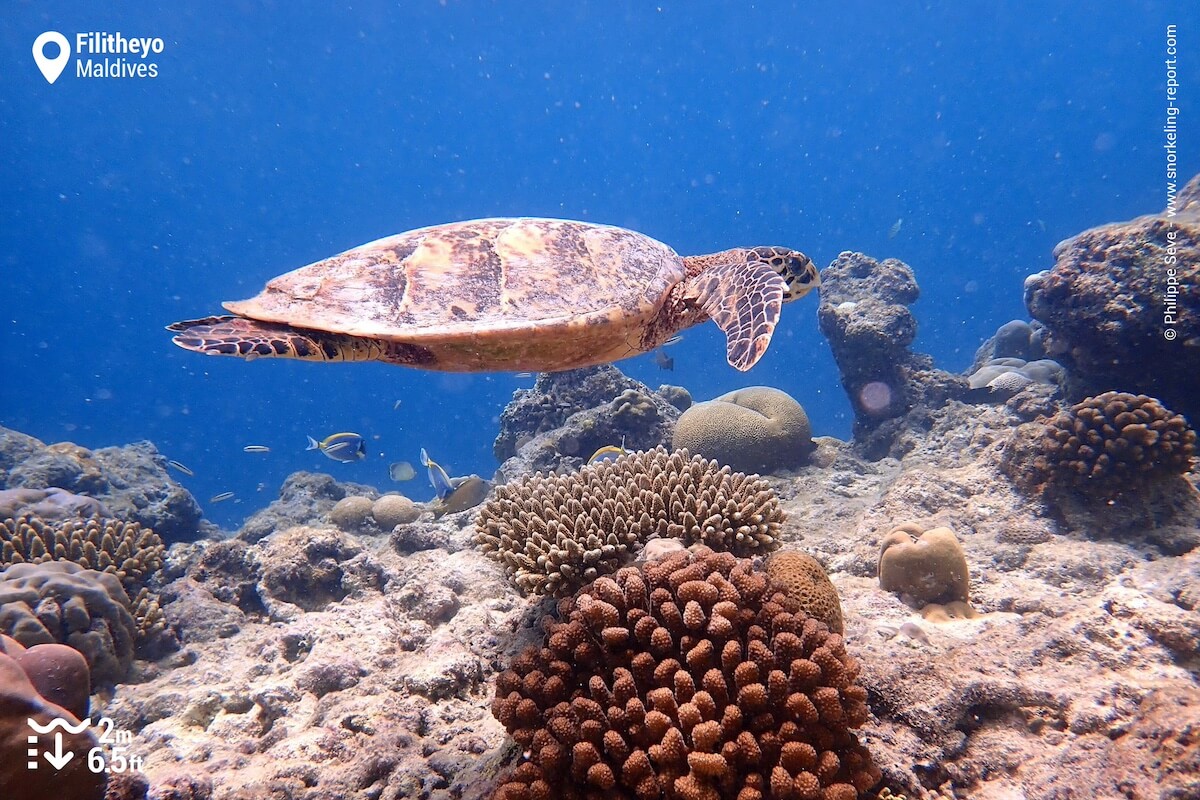 Hawksbill sea turtle at Filitheyo