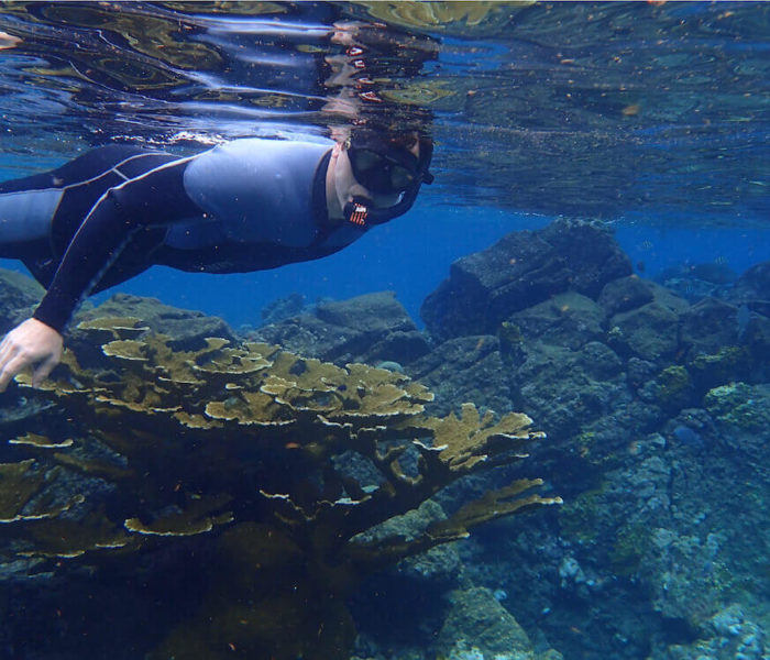 Snorkeling Spot At Malendure Beach Guadeloupe