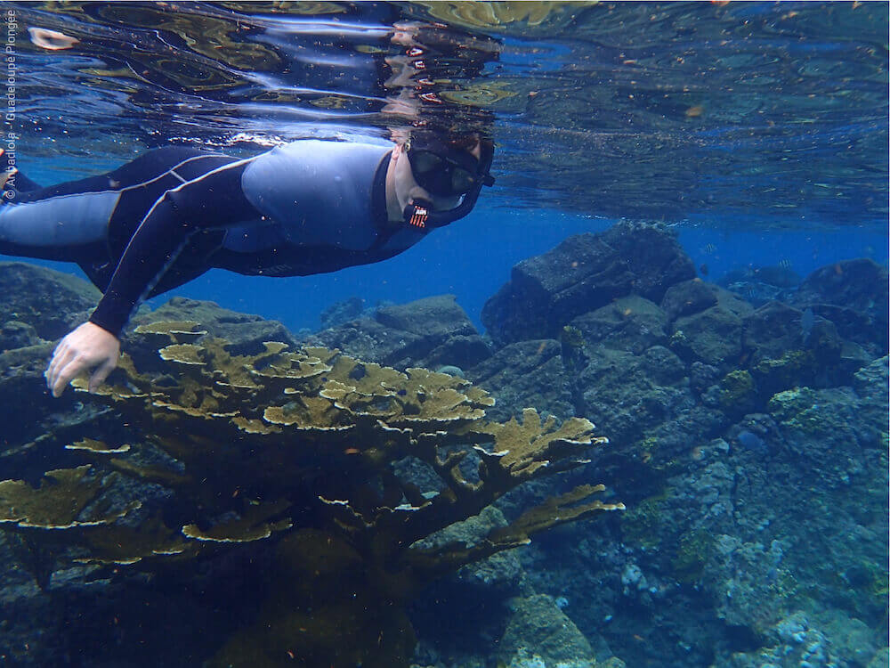 Snorkeling At Coral Garden Pigeon Islands Guadeloupe