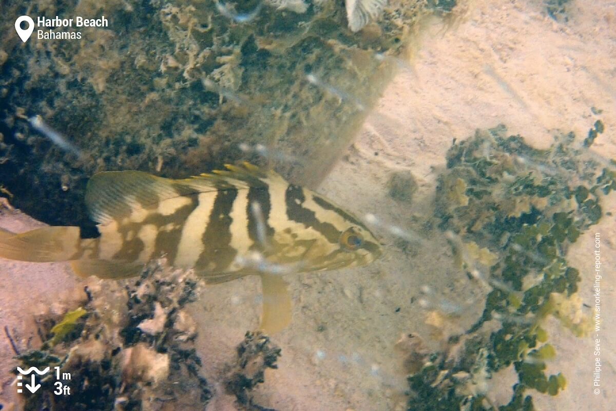 Juvenile Nassau grouper Bahamas