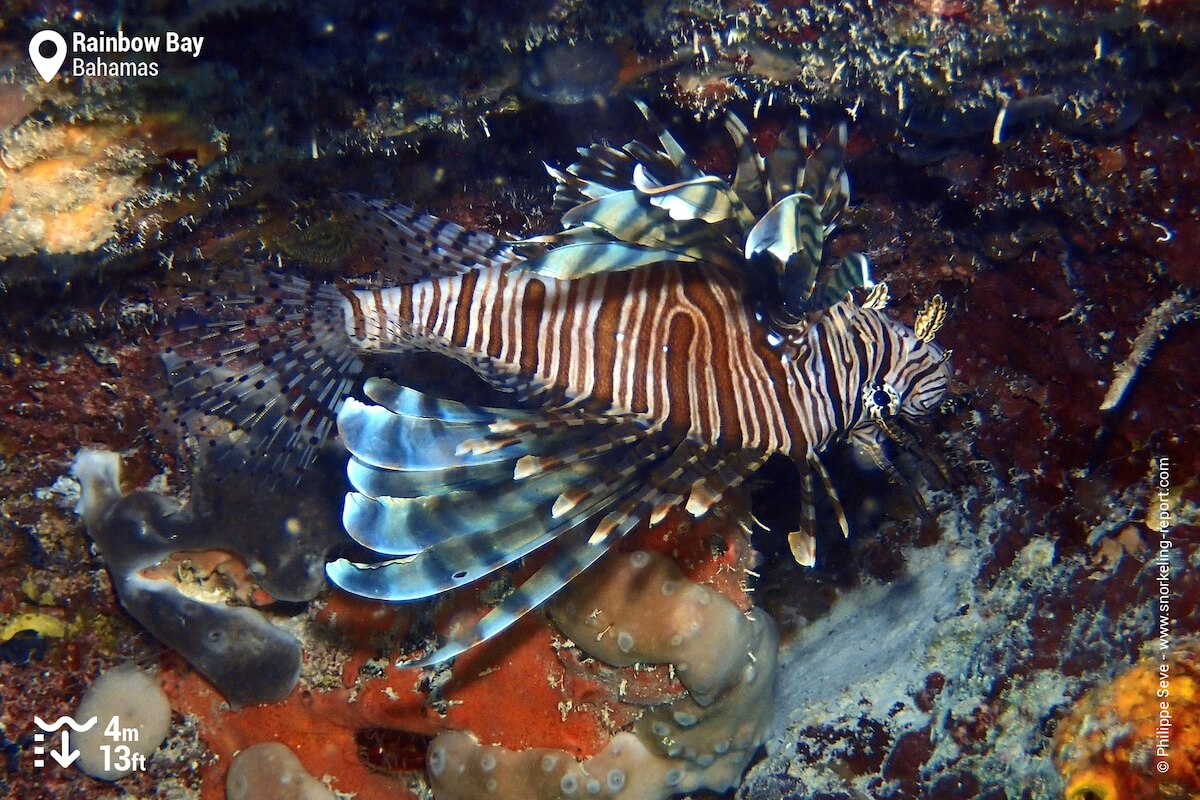 Lionfish at Rainbow Bay, Bahamas