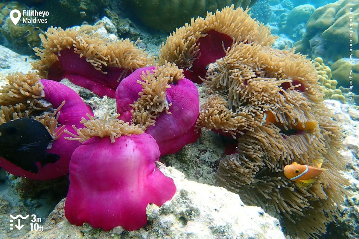 Maldive anemonefish at Filitheyo