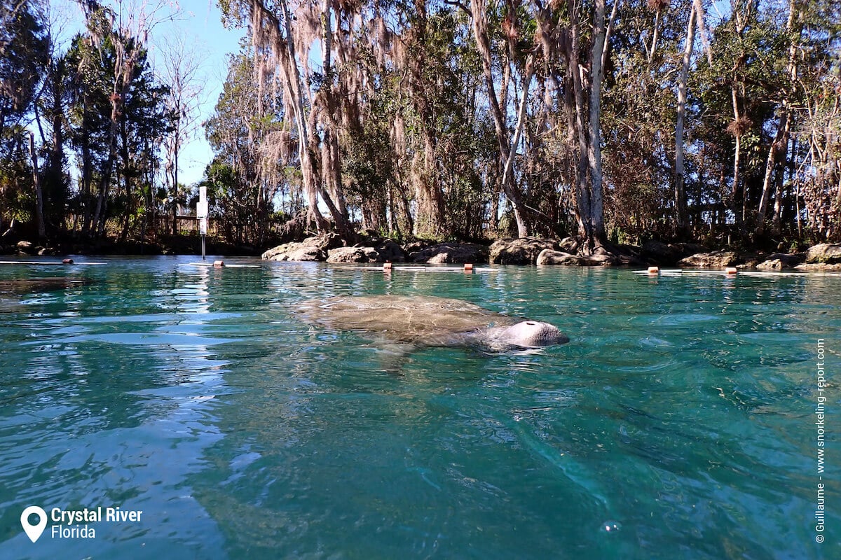 https://www.snorkeling-report.com/wp-content/uploads/2018/11/manatee-breathing-surface-three-sisters-springs-1.jpg