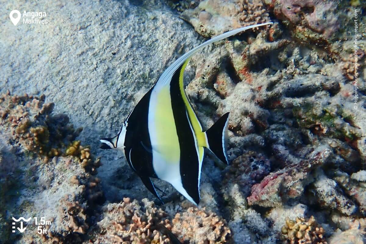 Moorish Idol at Angaga Island