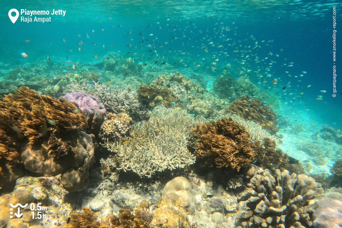 Piaynemo Island coral reef