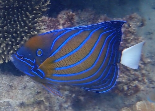 Blue ring angelfish (Pomacanthus annularis)