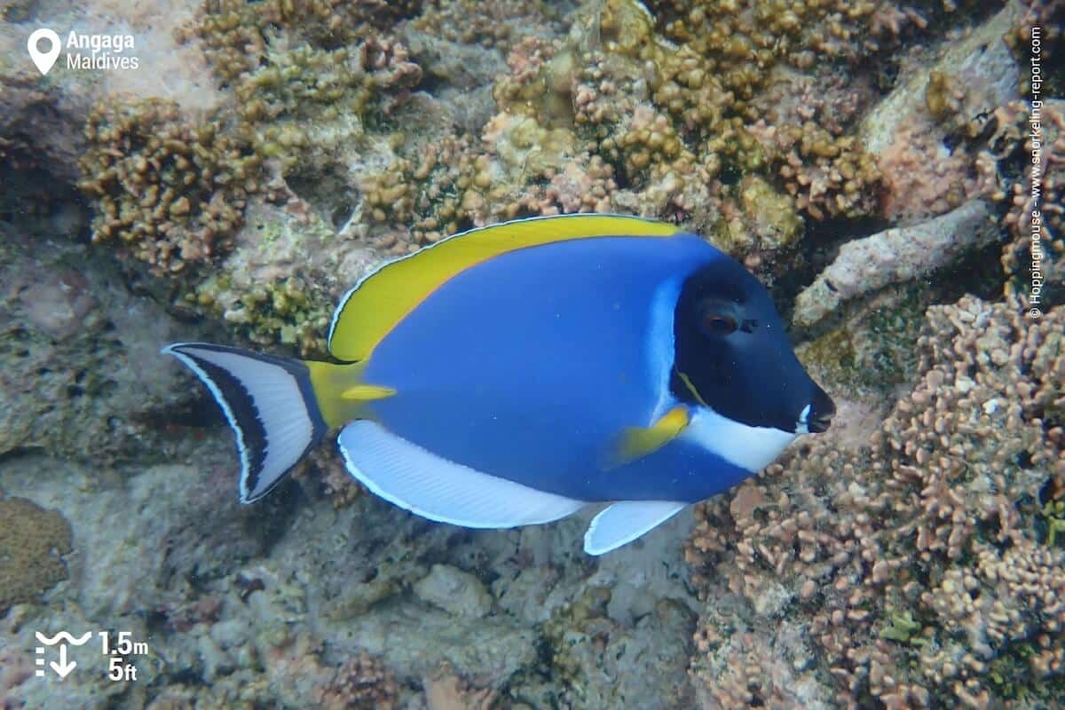 Powder Blue Tang at Angaga Island