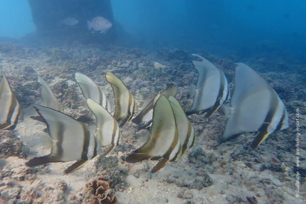 Snorkeling Tahiti & Society Islands 