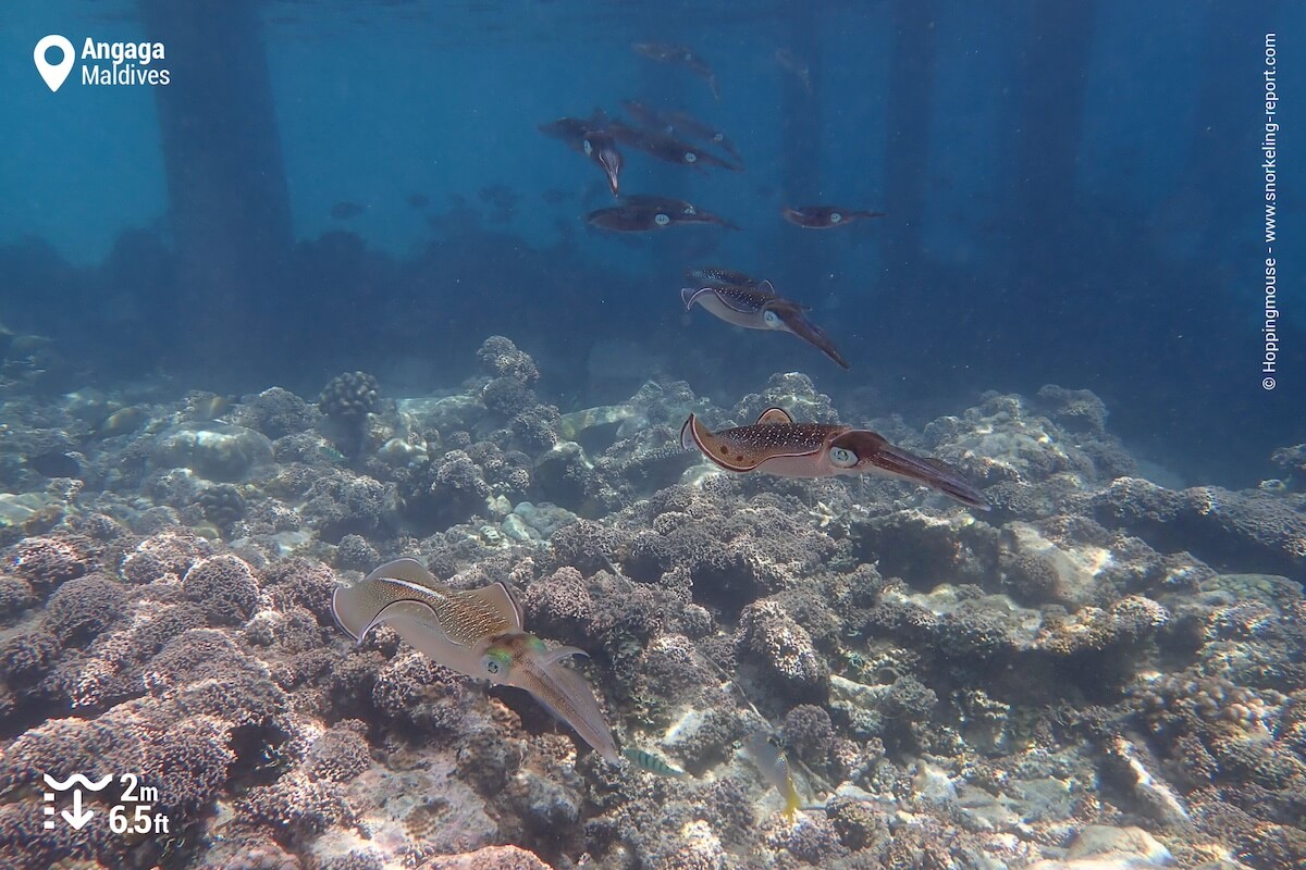 School of reef squid at Angaga Island