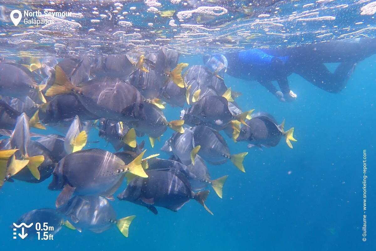 School of razor surgeonfish at North Seymour