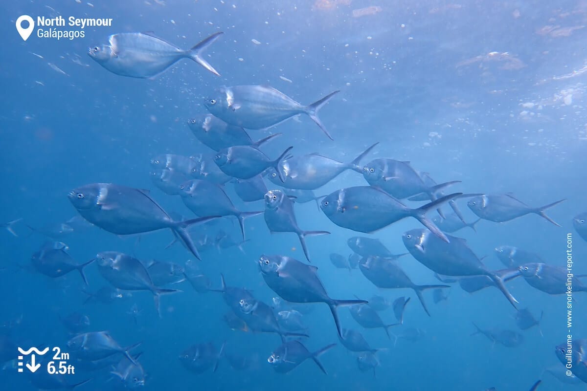 School of steel pompano at North Seymour