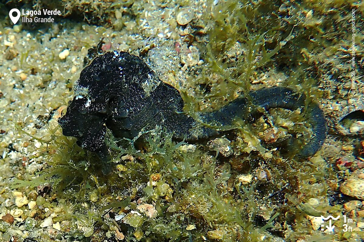 Seahorse in Lagoa Verde, Ilha Grande