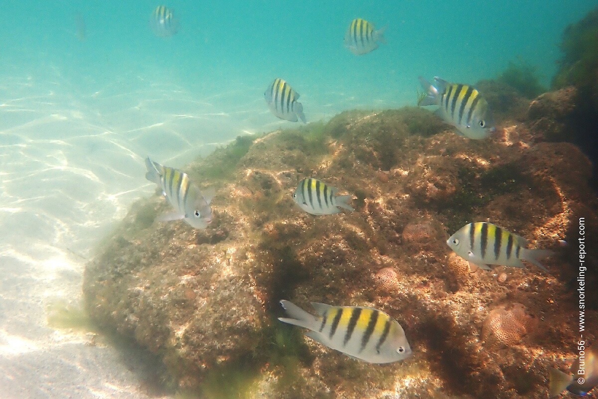 Sergeant majors at Ilha de Boipeba