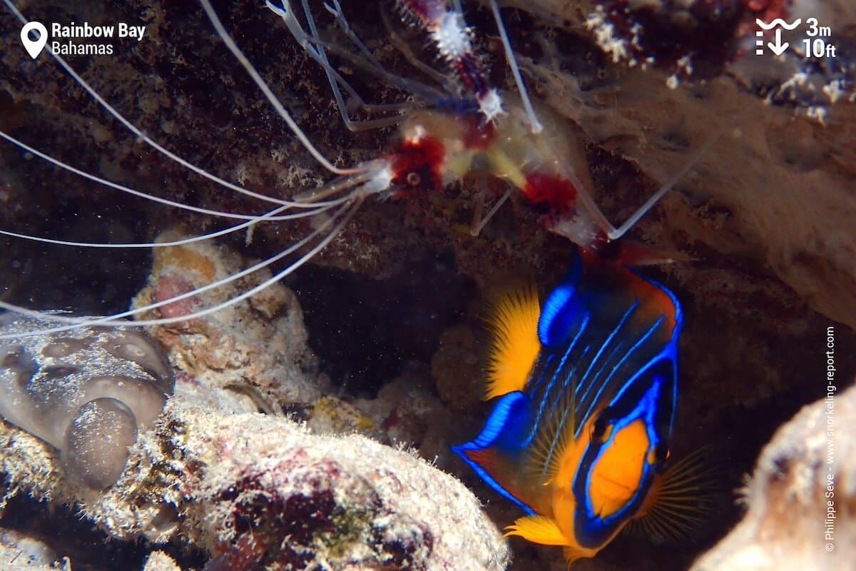 Banded coral shrimp and Queen angelfish