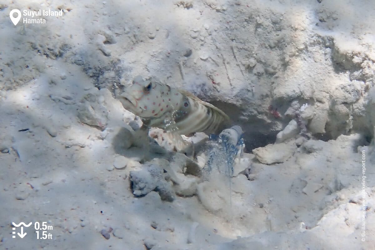 Shrimpgoby and pistol shrimp in Suyul Island