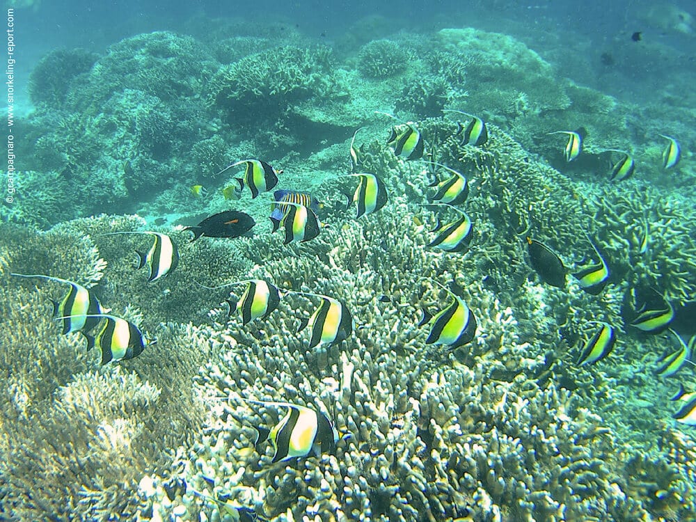 Snorkeling aux Coral Gardens, Île de Sipadan | Snorkeling en Malaisie