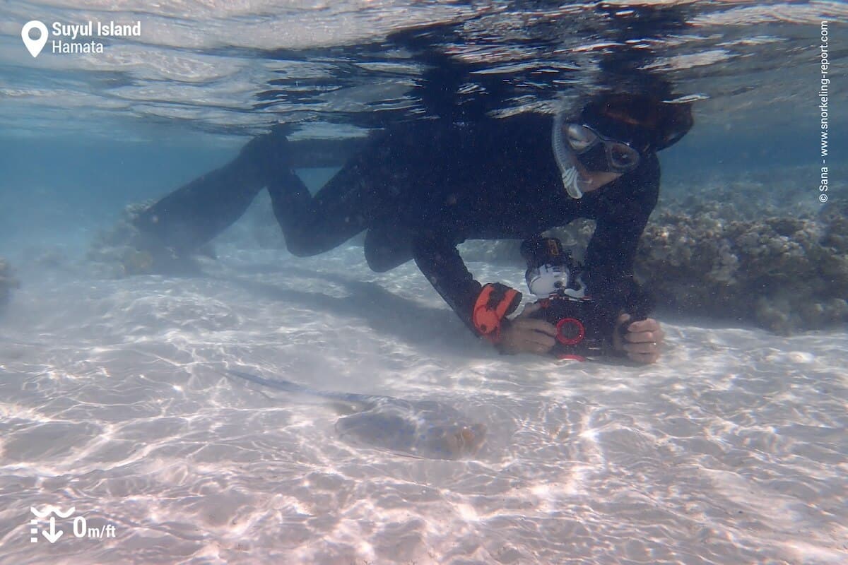 A snorkeler taking picture of a bluespotted ribbontail ray in the shallows.
