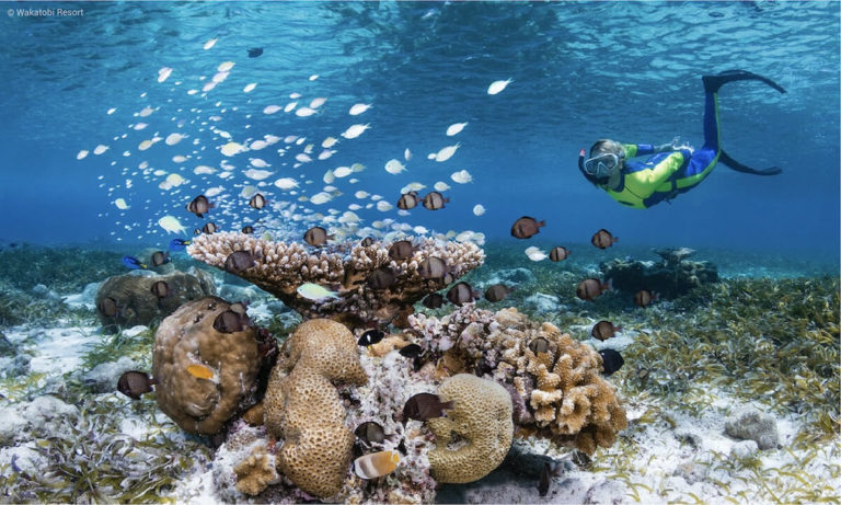 Top10 Best Resorts with House Reef for Snorkeling | Snorkeling Report