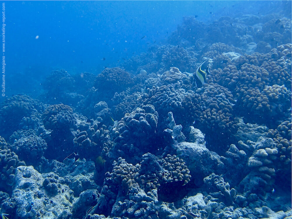 Snorkeling the Avatoru Pass | Snorkeling in Rangirao, Tuamotu Islands